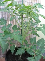 Tomaten 17.05.2009 (2).webp