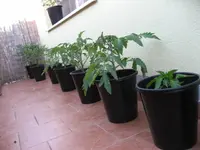 Tomaten 17.05.2009 (3).webp