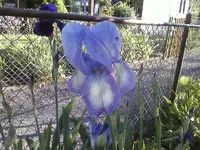 1163.webp