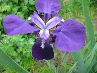 IMG_lila hang4_1024x768.webp