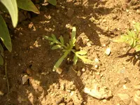 Tagetes_oer_schmuckkoerbchen.webp