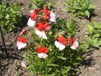 Garten 17.05.09 001.webp
