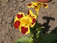 Garten 17.05.09 003.webp