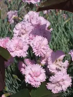 Garten 17.05.09 004.webp