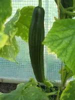 Garten 17.05.09 007.webp