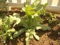 Bild_11.webp