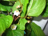 Bild 013.webp
