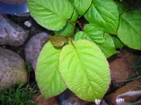 Bild 014.webp