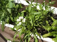 Garten 17.05.09 008.webp