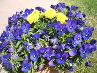 Garten 17.05.09 009.webp