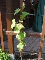 Garten 17.05.09 010.webp