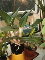 Garten 17.05.09 011.webp