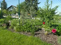 Pfingstrosen am Zaun.webp Pfingstrosen am Zaun.webp