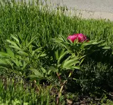 Pfingstrosen Vorgarten 1.webp Pfingstrosen Vorgarten 1.webp