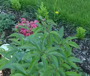 Pfingstrosen Vorgarten 2.webp Pfingstrosen Vorgarten 2.webp