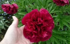 Pfingstrose Hangbeet mit Handvergleich.webp Pfingstrose Hangbeet mit Handvergleich.webp