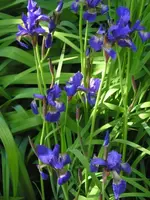 Iris blau.webp