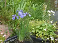 sumpf-iris.webp