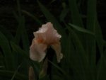 SA500100.JPG