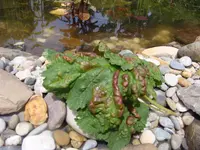 BlattJohannisbeere1269.webp