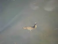Stippepföttchen01272.webp