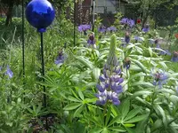 Garten09 003.webp