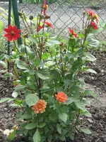 Garten09 005.webp