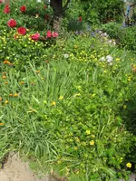 Garten09 007.webp