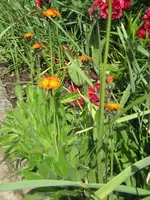Garten09 009.webp