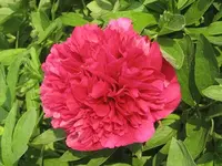 Garten 09 003.webp