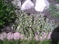 PIC00811.webp