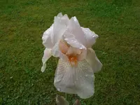 Mai6 010.webp