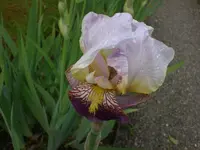Mai6 011.webp