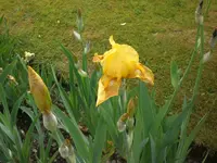 Mai6 033.webp