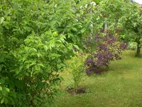 Mai6 022.webp