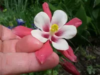 Mai6 001.webp