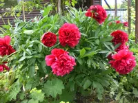 Mai6 004.webp