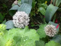 Mai6 005.webp