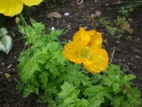Mai6 008.webp