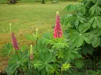 Mai6 012.webp