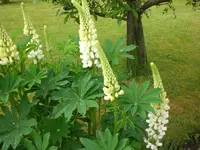 Mai6 013.webp