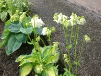 Mai6 016.webp