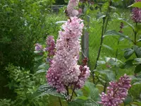 Mai6 019.webp