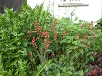 Mai6 024.webp