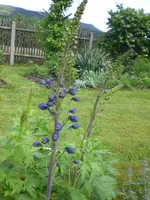 Mai6 034.webp