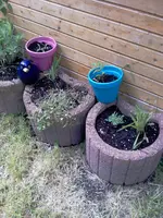 In dem rechten Ring die linke Pflanze ist Islandmohn Gartenzwerg.webp