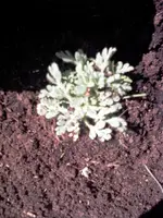 Islandmohn Gartenzwerg mehrfarbig.webp
