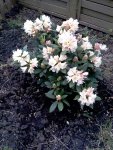 mein rhododendron silvia.jpg