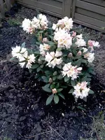 mein rhododendron silvia.webp