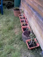Meine Sonnenblumenzucht, ich glaub das wird nix.und eine Clematis.webp